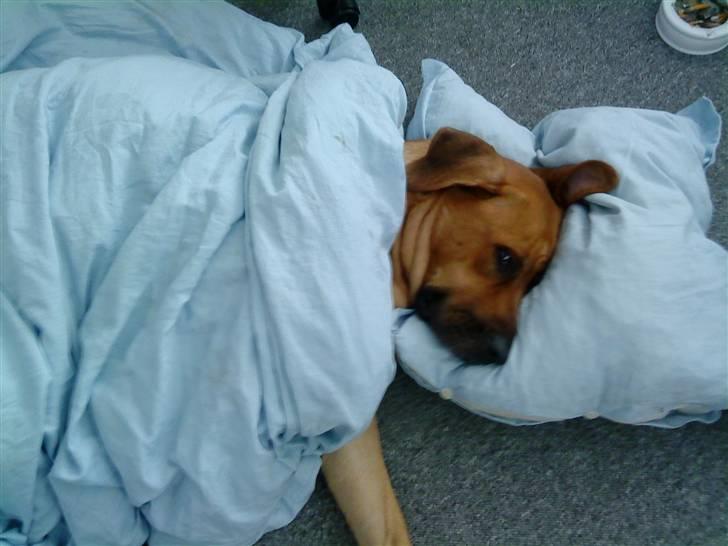 Mastiff Reja - Hvor fanden er min dyne ? og pude..  billede 13