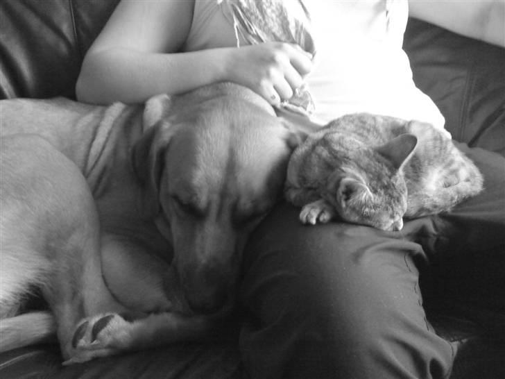 Mastiff Reja - Reja og goa billede 14