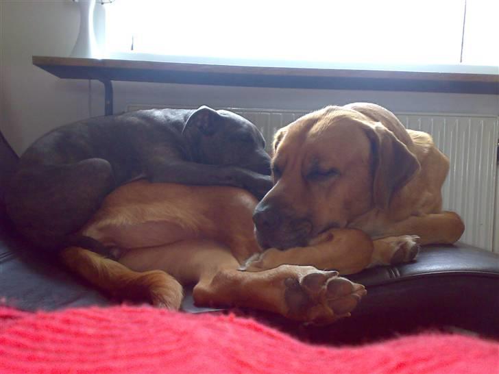 Mastiff Reja - Efter at have sloges om fjernbetjeningen fandt de en løsning billede 15