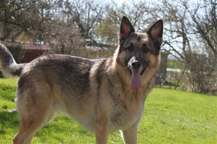 Schæferhund Simik | Duttiemanden.  <3 - 15# Altid klar på leg! :D billede 14