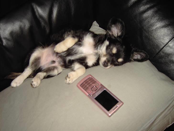 Chihuahua Artu - Jeg er ikke særlig stor :-) billede 14