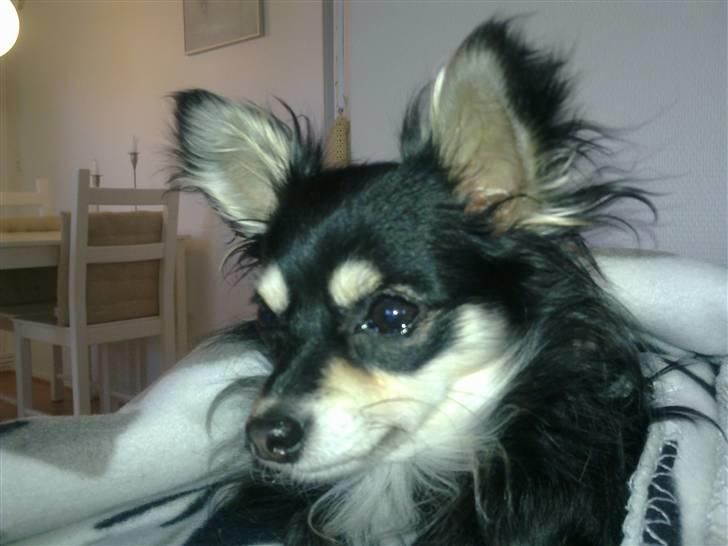 Chihuahua Artu billede 15