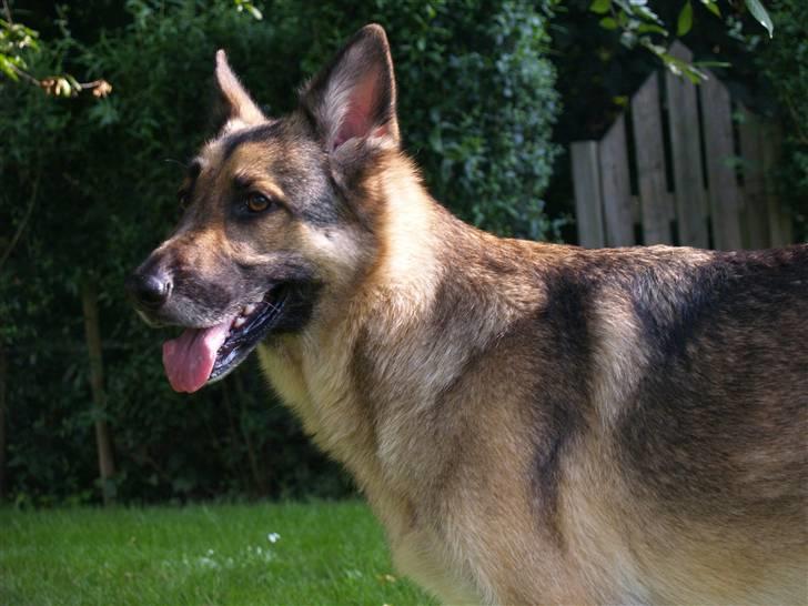 Schæferhund Simik | Duttiemanden.  <3 - 16# Mest perfekte mini-mand. <3 billede 15