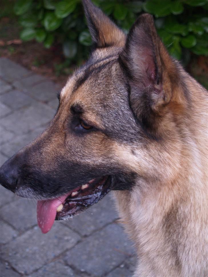 Schæferhund Simik | Duttiemanden.  <3 - 18# Altid klar.. :D billede 16