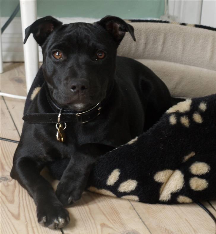 Staffordshire bull terrier Nelly Arina Isidora billede 1