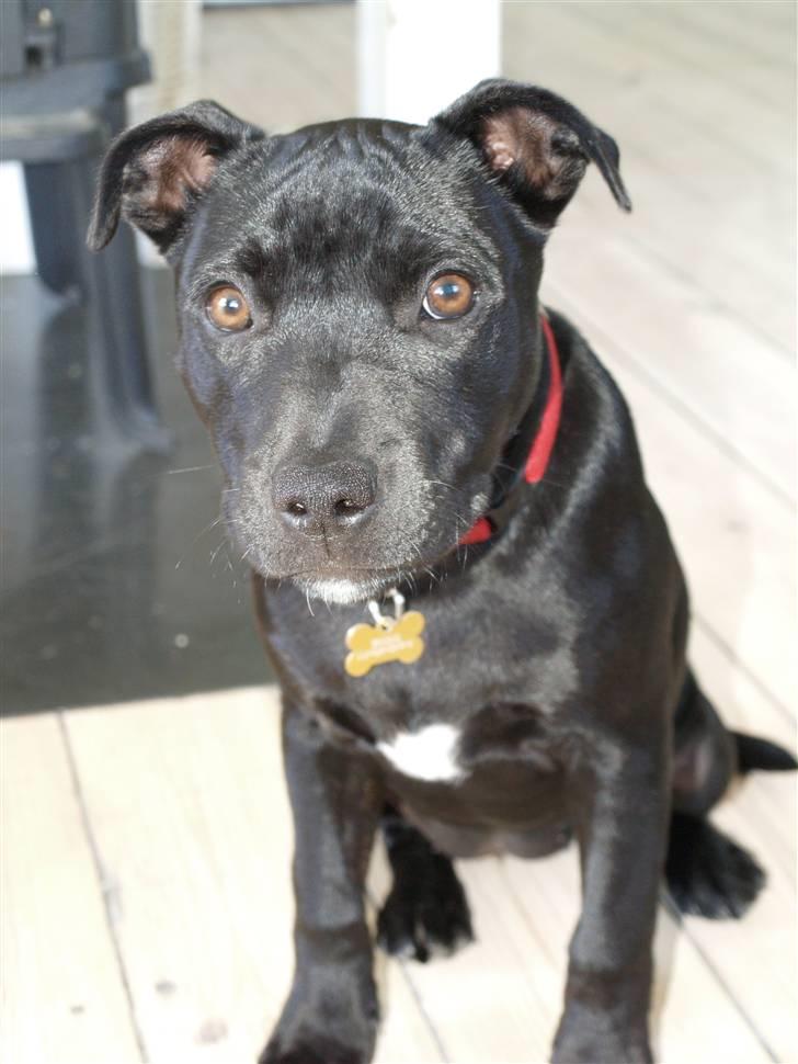 Staffordshire bull terrier Nelly Arina Isidora billede 2