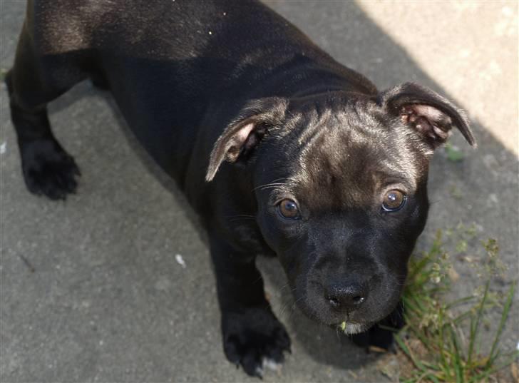 Staffordshire bull terrier Nelly Arina Isidora billede 3