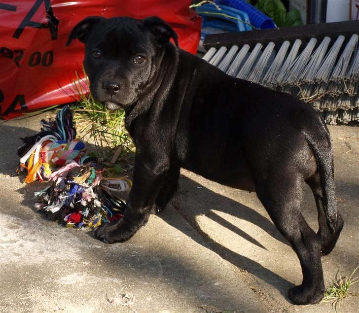 Staffordshire bull terrier Nelly Arina Isidora billede 4