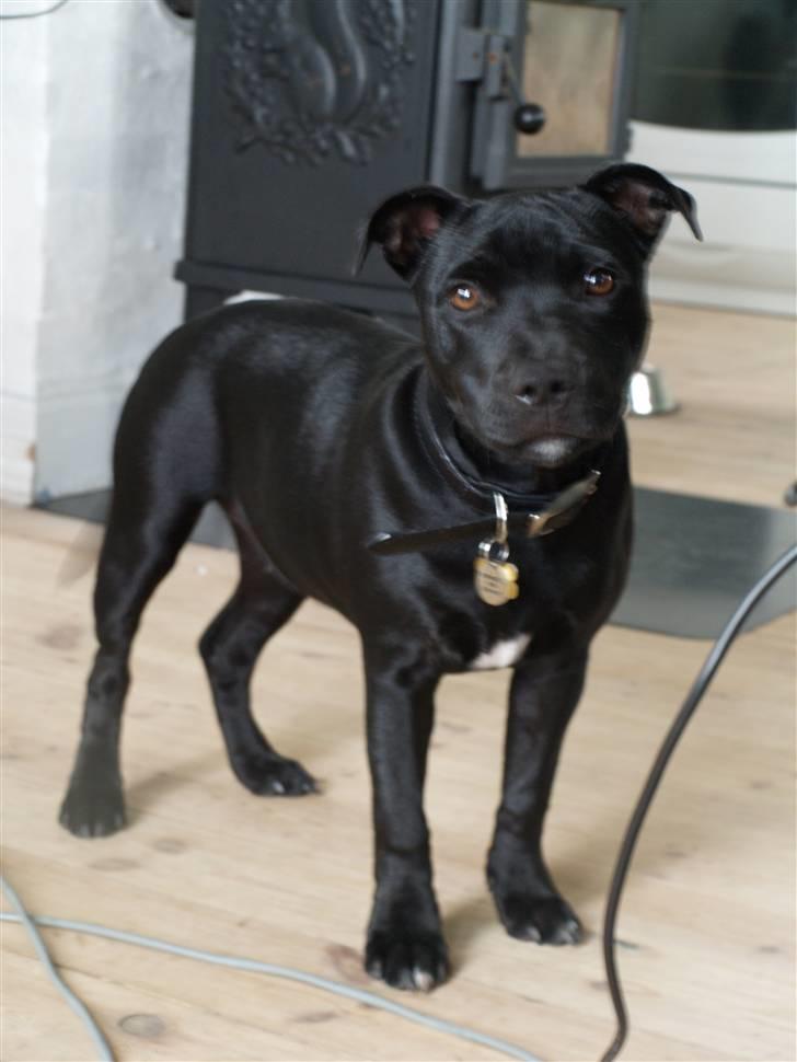 Staffordshire bull terrier Nelly Arina Isidora billede 5