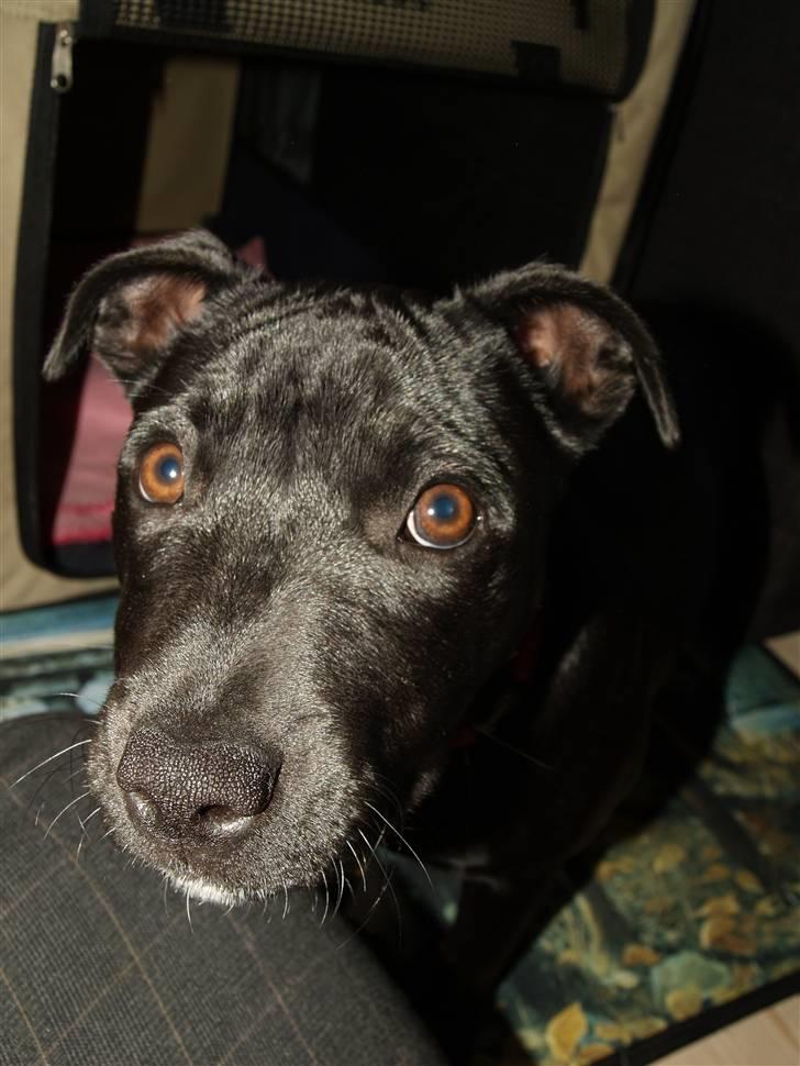 Staffordshire bull terrier Nelly Arina Isidora billede 6