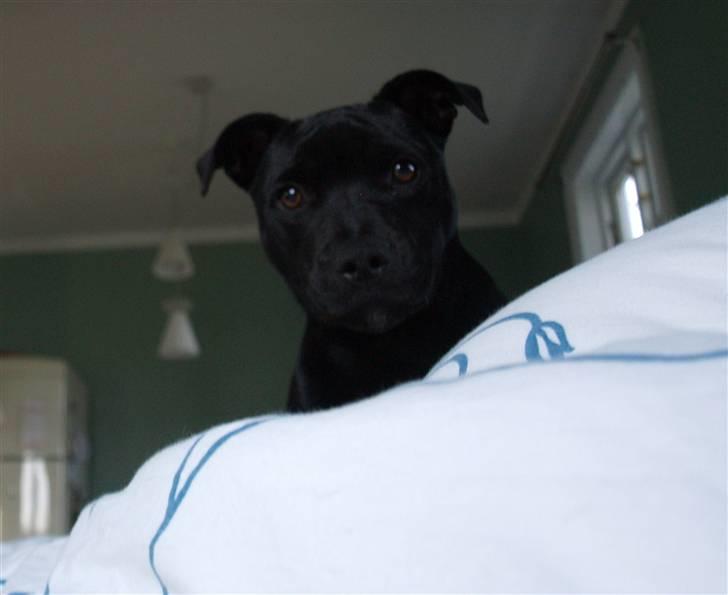 Staffordshire bull terrier Nelly Arina Isidora billede 7