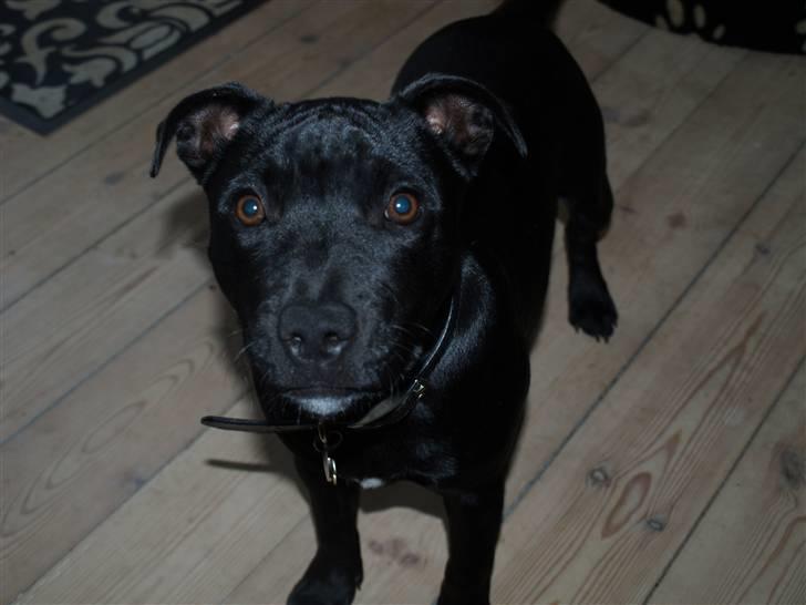 Staffordshire bull terrier Nelly Arina Isidora billede 8