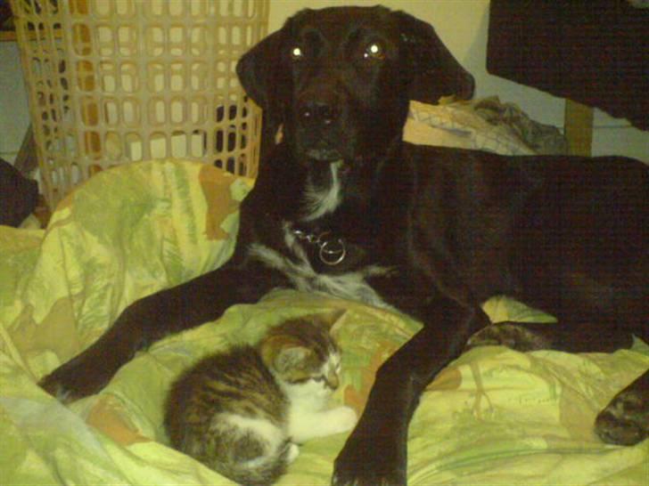 Blanding af racer Pepper <3 † Himmelhund † <3 - Passer på lillesøster, Mazzya ♥ billede 15