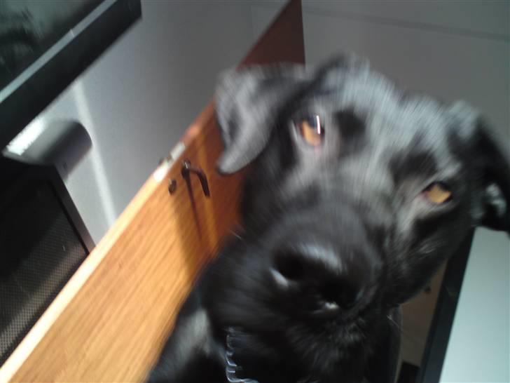 Blanding af racer Pepper <3 † Himmelhund † <3 - Mor lå på gulvet og tog billeder af katten . Og så kom jeg og overfaldt hende ;D  billede 16