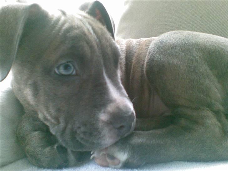 Amerikansk staffordshire terrier Emma - Emma billede 1