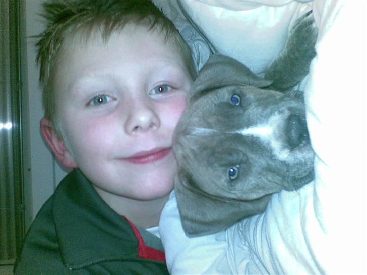 Amerikansk staffordshire terrier Emma - Emma & Niclas billede 2