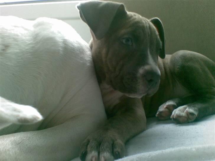 Amerikansk staffordshire terrier Emma - Emma billede 3