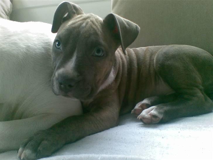 Amerikansk staffordshire terrier Emma - Emma billede 4