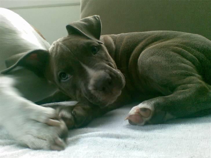 Amerikansk staffordshire terrier Emma - Emma billede 5