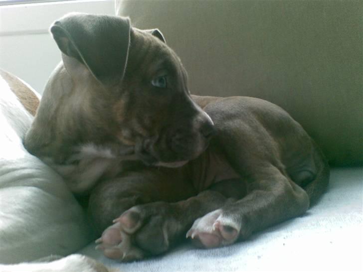 Amerikansk staffordshire terrier Emma - Emma billede 6