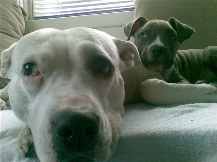 Amerikansk staffordshire terrier Emma - Emma sammen med sin farmor Kaya billede 7