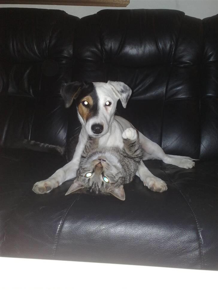 Jack russell terrier Morgan - Her har Morgan lige overfaldet Charlie.. og Charlie har egentlig ikke så meget imod det c´´,) billede 1