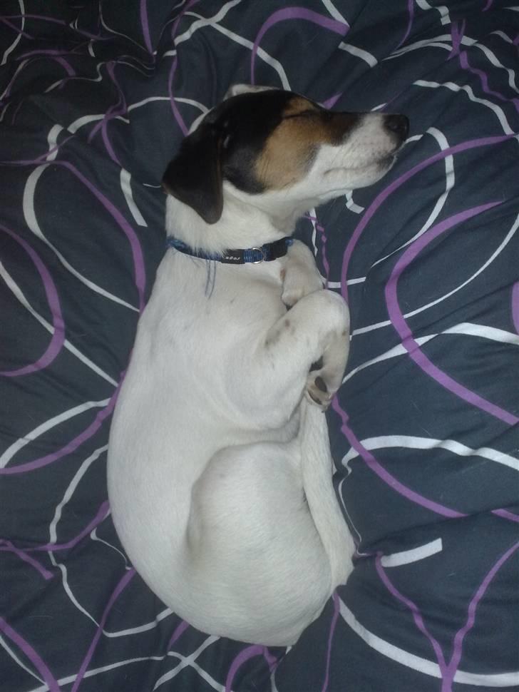 Jack russell terrier Morgan - Det er hårdt at være hvalp.. hehe billede 2