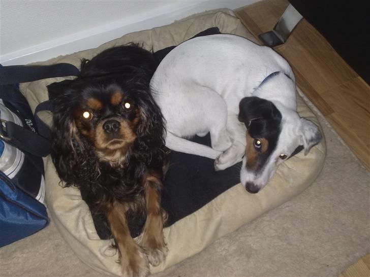 Jack russell terrier Morgan - Her er Charlie på besøg hos sin veninde Amanda  og han blev simpelthen SÅ træt af at gøre kur til hende c´´,) billede 3