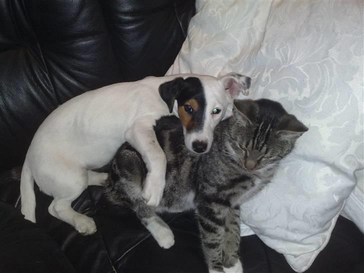 Jack russell terrier Morgan - Så putter vi lige lidt billede 4