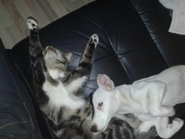 Jack russell terrier Morgan - .. og lidt mere billede 5