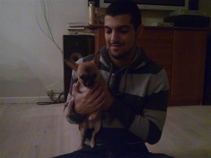 Chihuahua Anton. - Oppe på fars arm :) billede 5