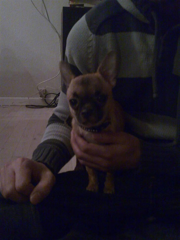 Chihuahua Anton. - Se hvor sur jeg kan se ud :) billede 6