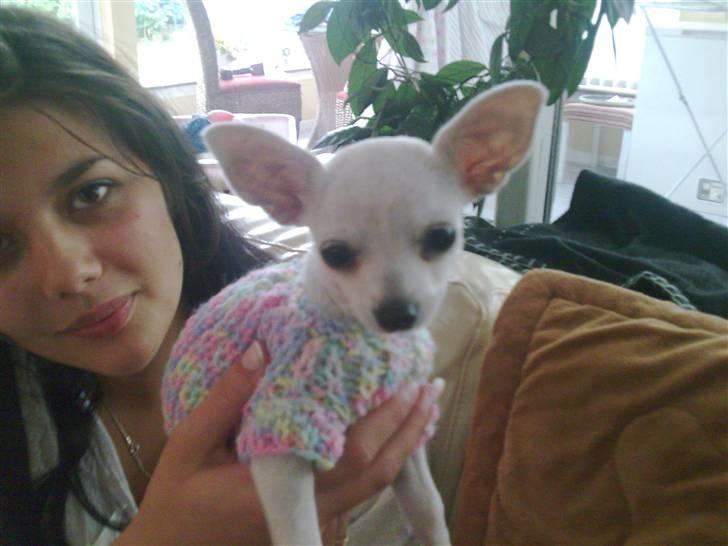 Chihuahua Dolly billede 14