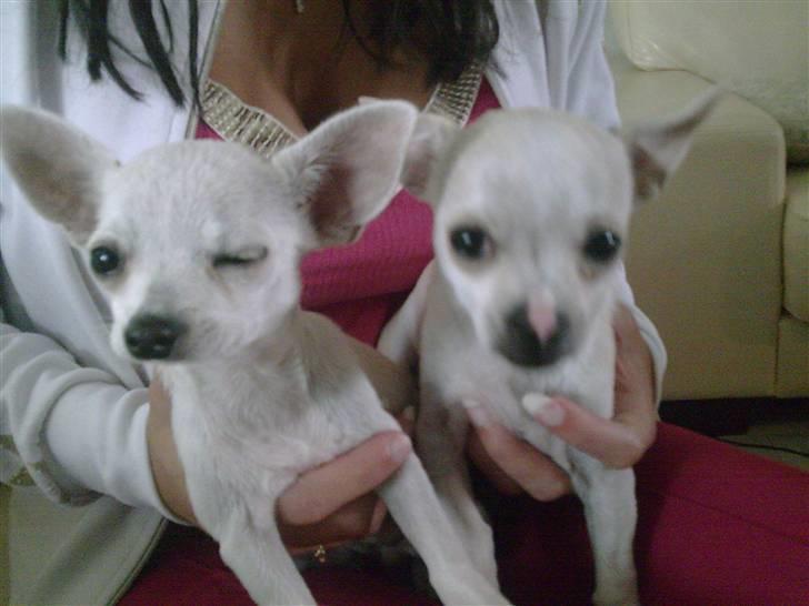 Chihuahua Dolly billede 15