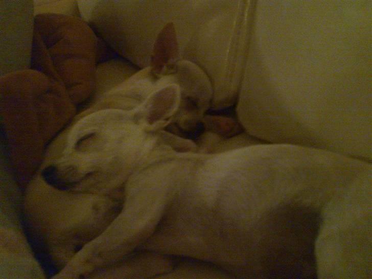 Chihuahua Dolly - Dejligt at sove med storebror :) billede 16