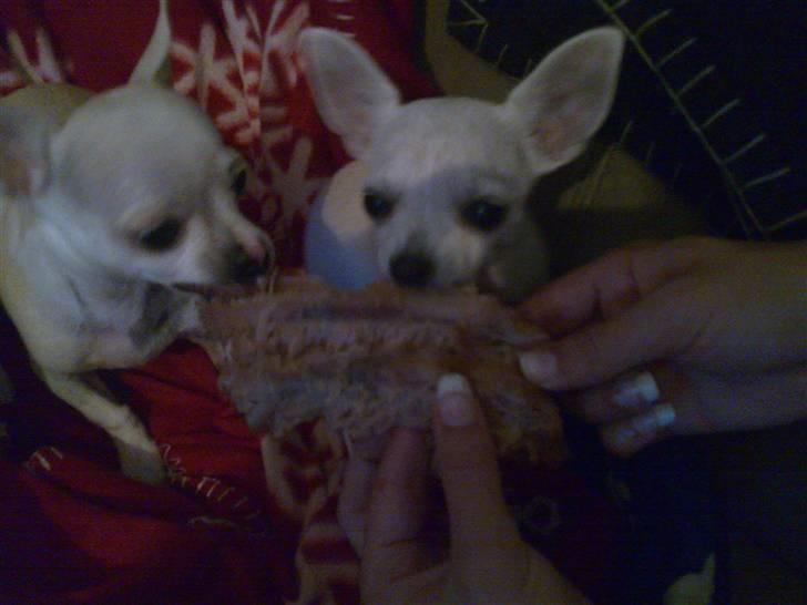 Chihuahua Dolly - Mmm.....Spareribs. billede 17