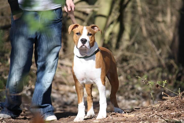 Amerikansk staffordshire terrier Great Viking's Ecco billede 11