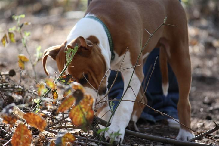 Amerikansk staffordshire terrier Great Viking's Ecco billede 12