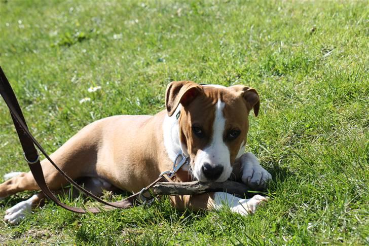 Amerikansk staffordshire terrier Great Viking's Ecco billede 13