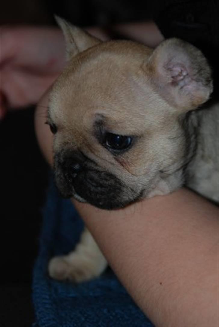 Fransk bulldog Almirah billede 2