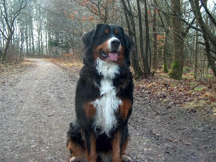 Berner sennenhund Chili billede 18