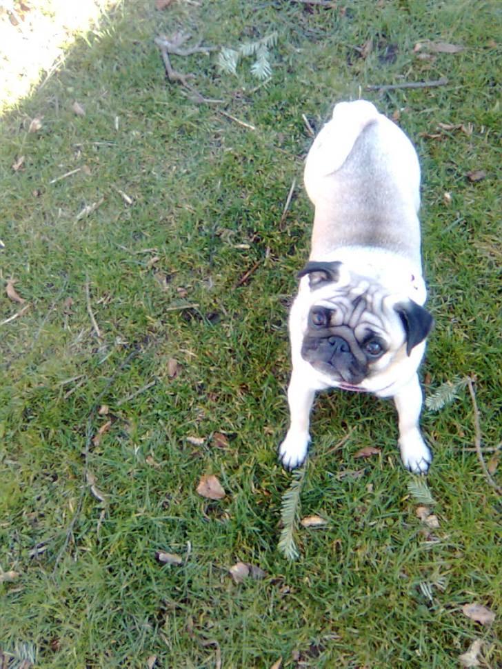 Mops Sille billede 20