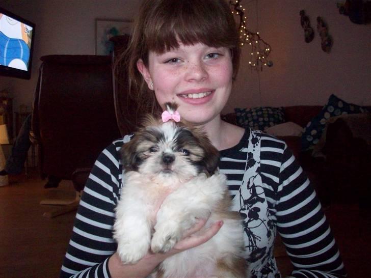 Shih tzu Nellie - Nellie er en rigtig nusse gøj - og Rie elsker hende ;-) billede 6