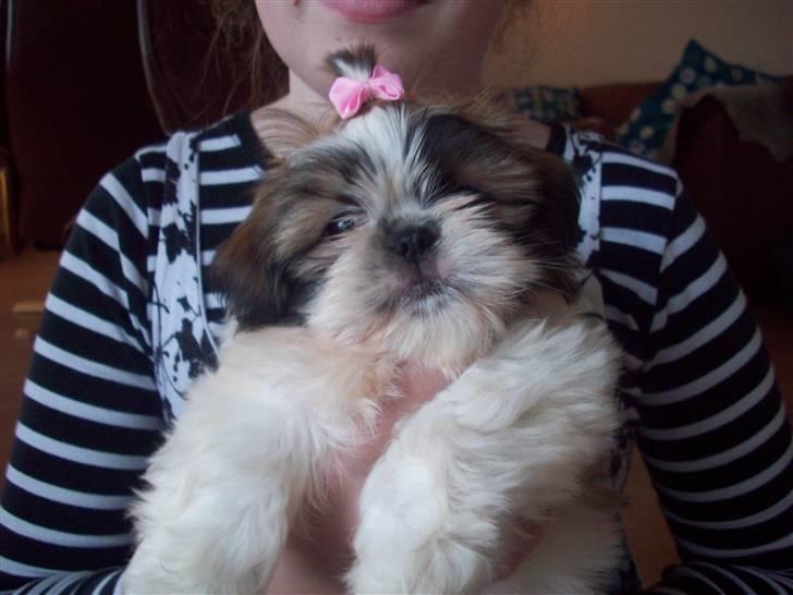 Shih tzu Nellie - Se mor har købt mig en sløjfe ;o) billede 7