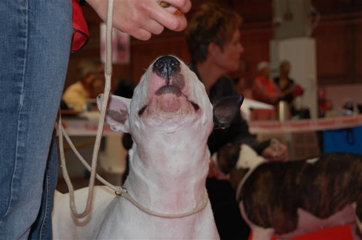 Bullterrier Bertha - Se min fine mysse-snude billede 10