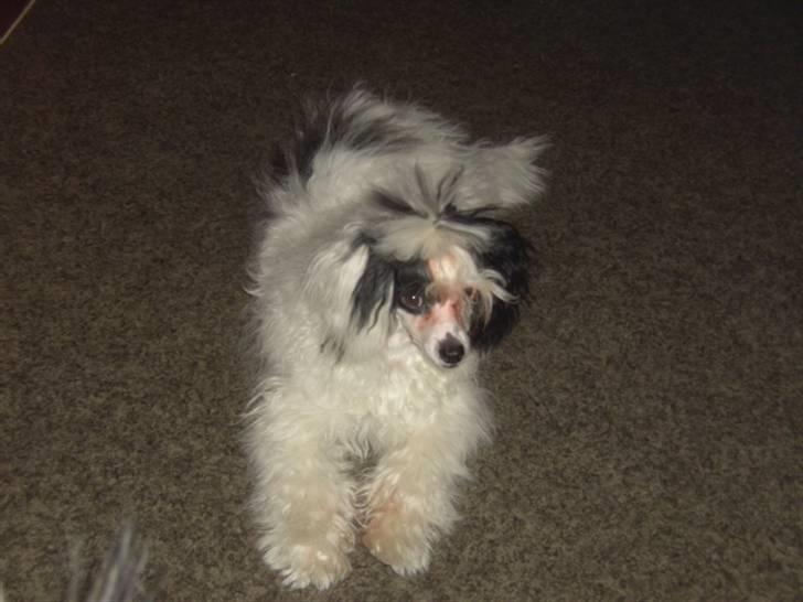 Chinese crested powder puff Zhu Mu Yo - Zhu i dag billede 1