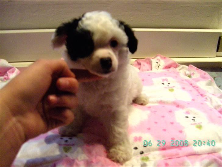Chinese crested powder puff Zhu Mu Yo - lille baby Zhu billede 2