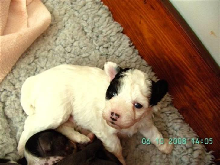 Chinese crested powder puff Zhu Mu Yo billede 3