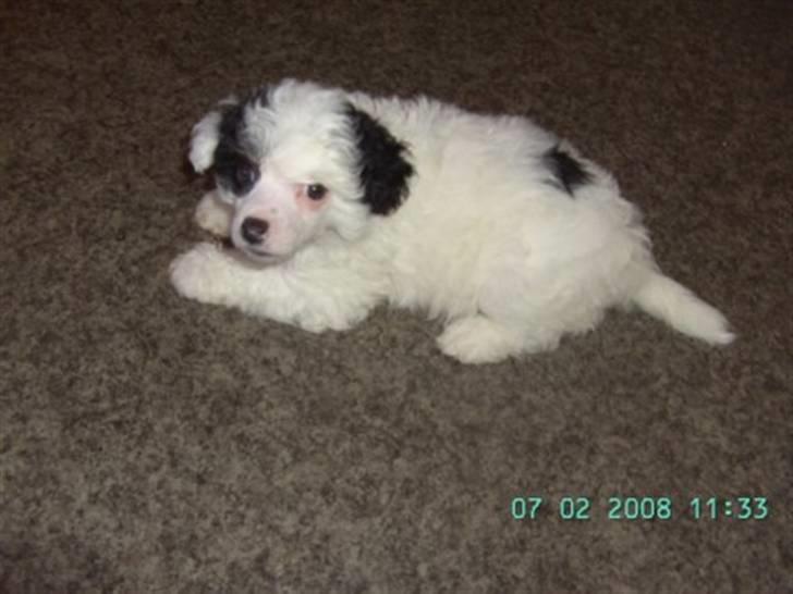 Chinese crested powder puff Zhu Mu Yo billede 4