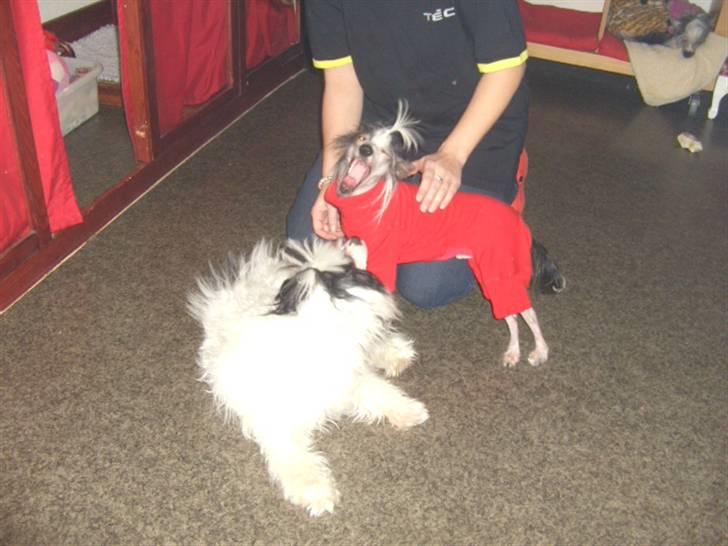 Chinese crested powder puff Zhu Mu Yo - Zhu og hendes bror San for et par dage siden billede 5